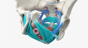 골반저근 및 골반 해부학적 구조의 3D 일러스트레이션